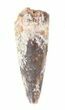 Phytosaur (Redondasaurus?) Anterior Tooth - Arizona #62398-1